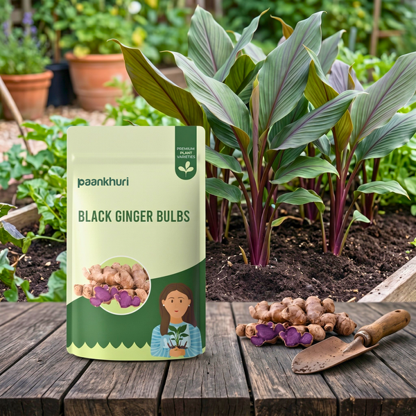 Black Ginger Bulbs