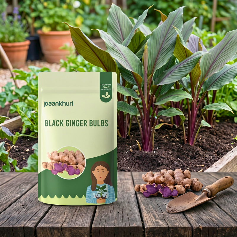 Black Ginger Bulbs