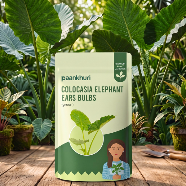 Colocasia Elephant Ear Bulbs