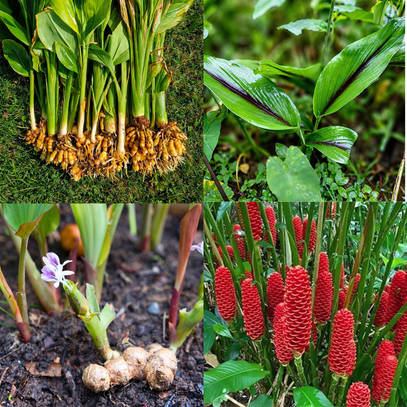 Medicinal Plant Bulbs Combo
