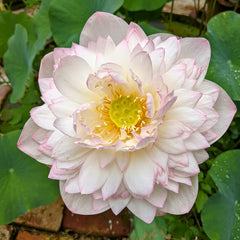 Spiritual & Sacred Varieties Lotus Tubers