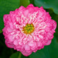 Spiritual & Sacred Varieties Lotus Tubers