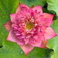 Spiritual & Sacred Varieties Lotus Tubers