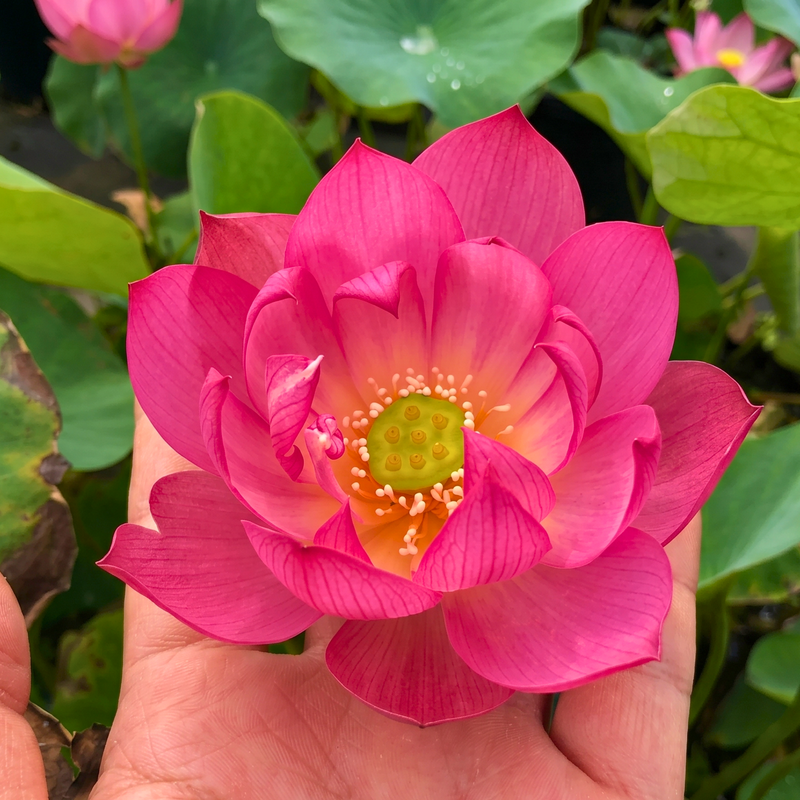 Rare & Exotic Varieties Lotus Tubers