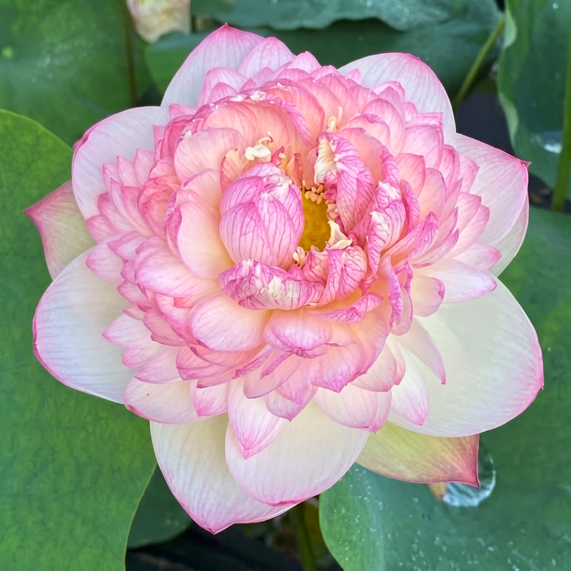 Rare & Exotic Varieties Lotus Tubers