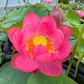 Rare & Exotic Varieties Lotus Tubers