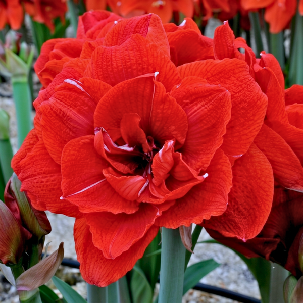 Double-Petal Amaryllis Lily Bulbs
