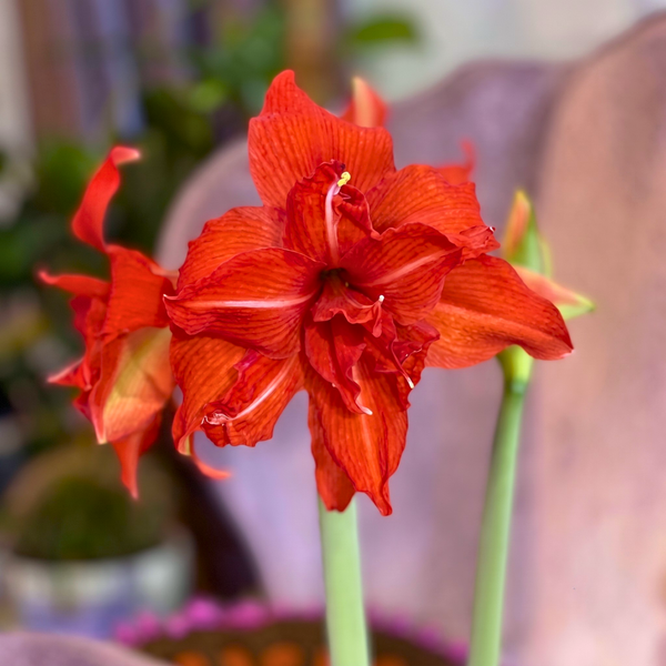 Double-Petal Amaryllis Lily Bulbs
