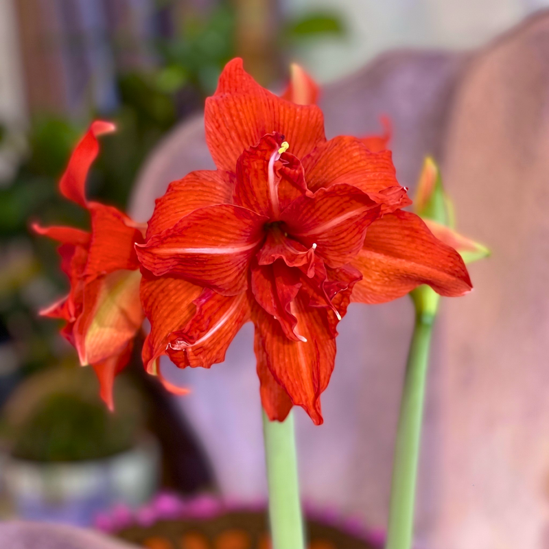 Double-Petal Amaryllis Lily Bulbs