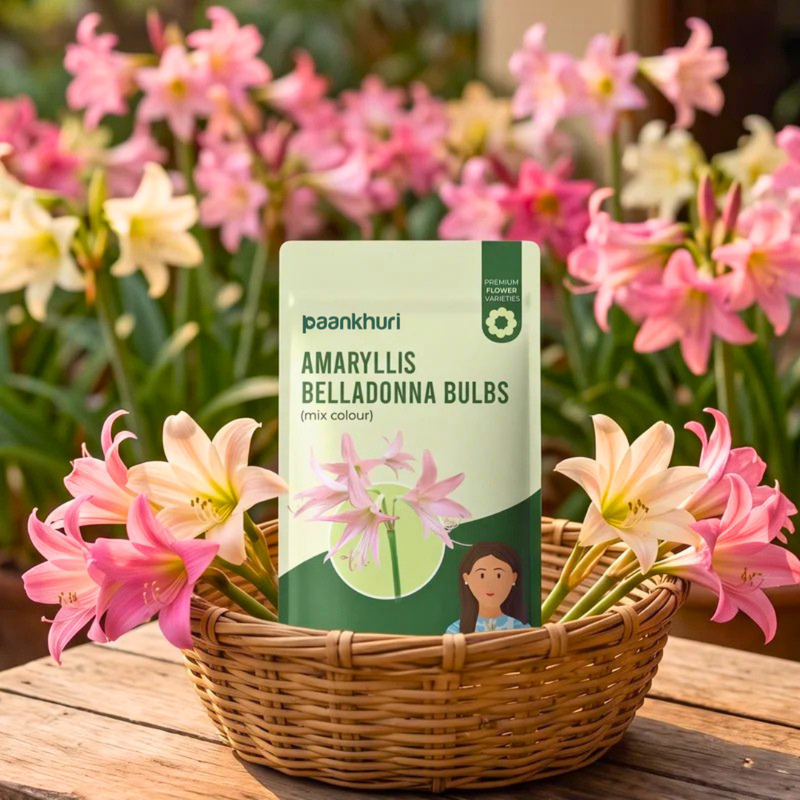 Amaryllis Belladonna Bulbs