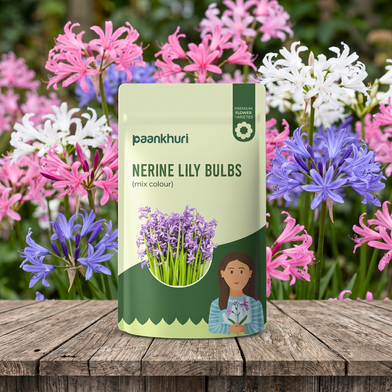 Nerine Lily Bulbs