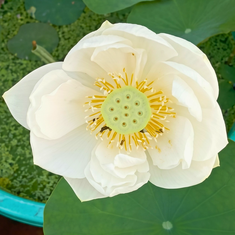 Rare & Exotic Varieties Lotus Tubers