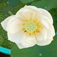 Rare & Exotic Varieties Lotus Tubers