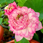Rare & Exotic Varieties Lotus Tubers