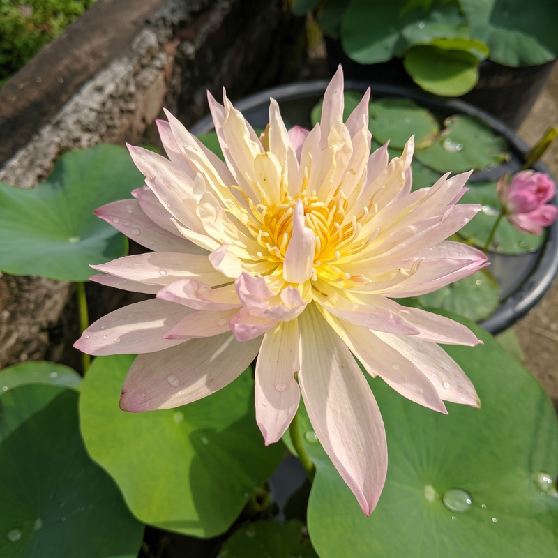 Rare & Exotic Varieties Lotus Tubers