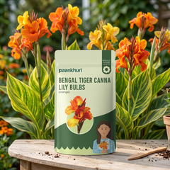 Bengal Tiger Canna Lily Bulbs