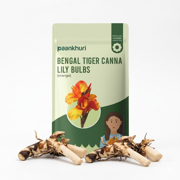 Bengal Tiger Canna Lily Bulbs