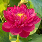 Rare & Exotic Varieties Lotus Tubers