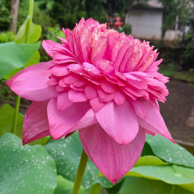 Rare & Exotic Varieties Lotus Tubers