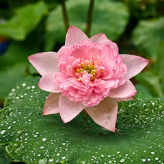 Spiritual & Sacred Varieties Lotus Tubers