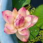 Rare & Exotic Varieties Lotus Tubers