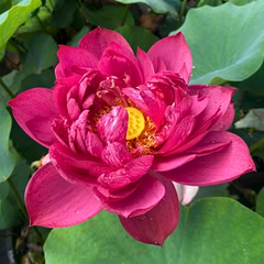 Rare & Exotic Varieties Lotus Tubers