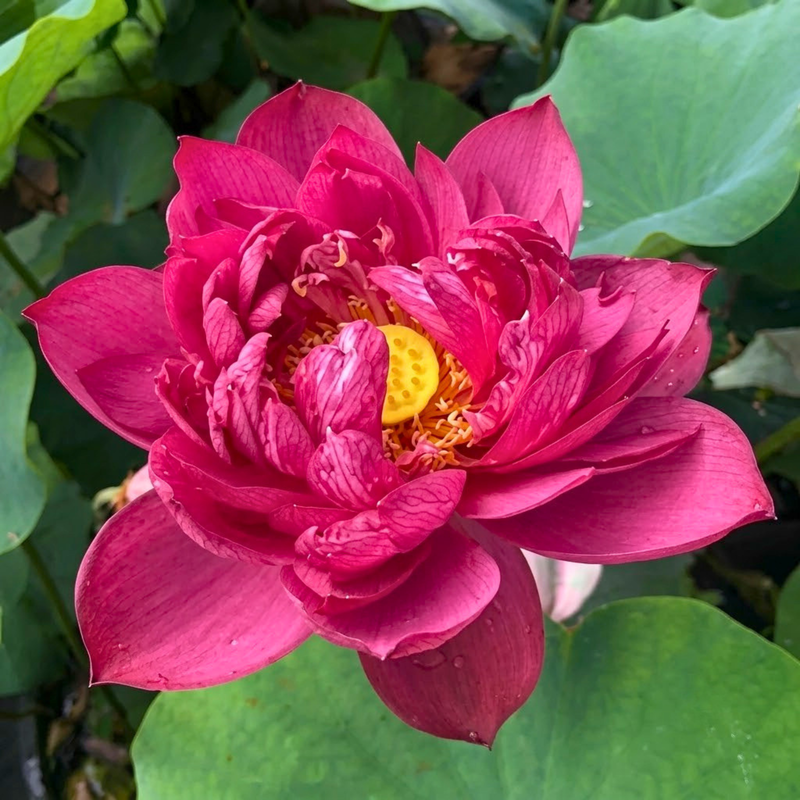 Rare & Exotic Varieties Lotus Tubers