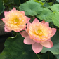 Rare & Exotic Varieties Lotus Tubers