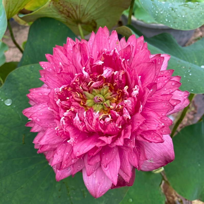 Rare & Exotic Varieties Lotus Tubers