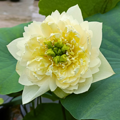 Rare & Exotic Varieties Lotus Tubers