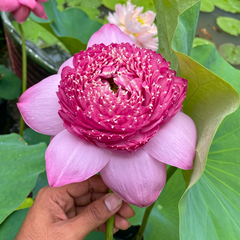 Rare & Exotic Varieties Lotus Tubers