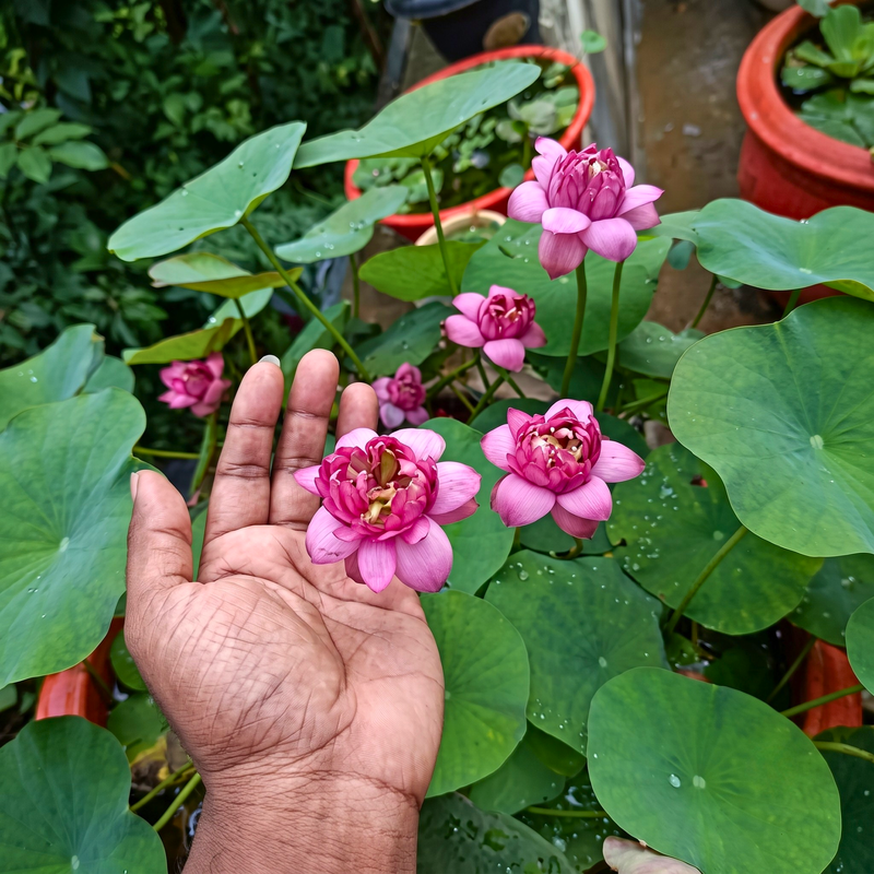 Rare & Exotic Varieties Lotus Tubers