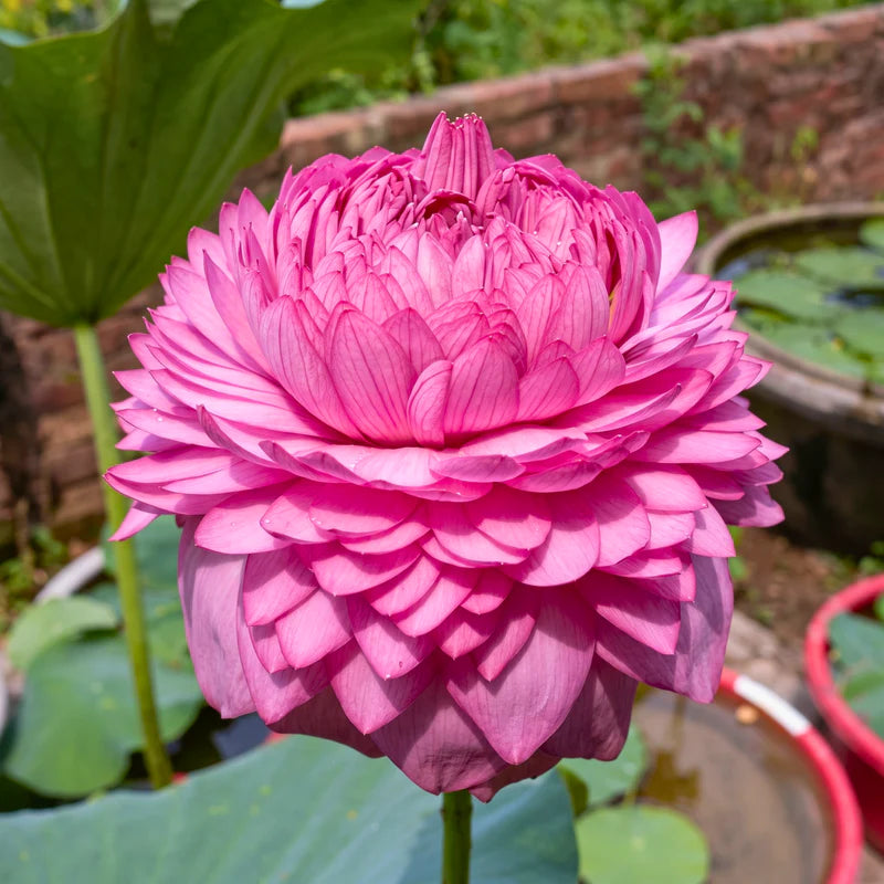 Spiritual & Sacred Varieties Lotus Tubers