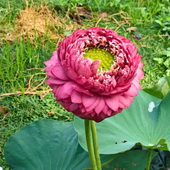 Rare & Exotic Varieties Lotus Tubers