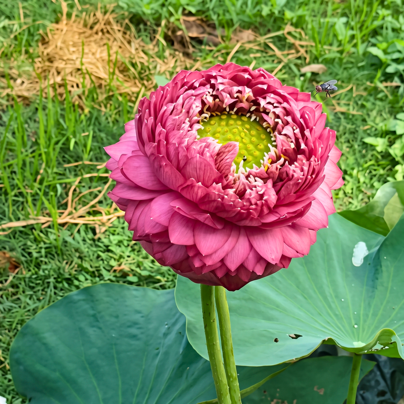Rare & Exotic Varieties Lotus Tubers
