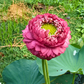 Rare & Exotic Varieties Lotus Tubers