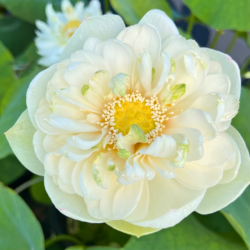 Rare & Exotic Varieties Lotus Tubers