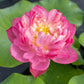 Micro Varieties Lotus Tubers