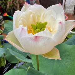 Rare & Exotic Varieties Lotus Tubers