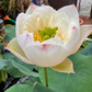 Rare & Exotic Varieties Lotus Tubers