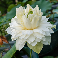 Rare & Exotic Varieties Lotus Tubers