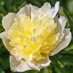 Rare & Exotic Varieties Lotus Tubers