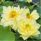 Rare & Exotic Varieties Lotus Tubers