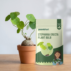 Stephania Erecta Plant Bulbs