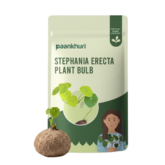 Stephania Erecta Plant Bulbs