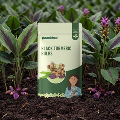 Black Turmeric Bulb