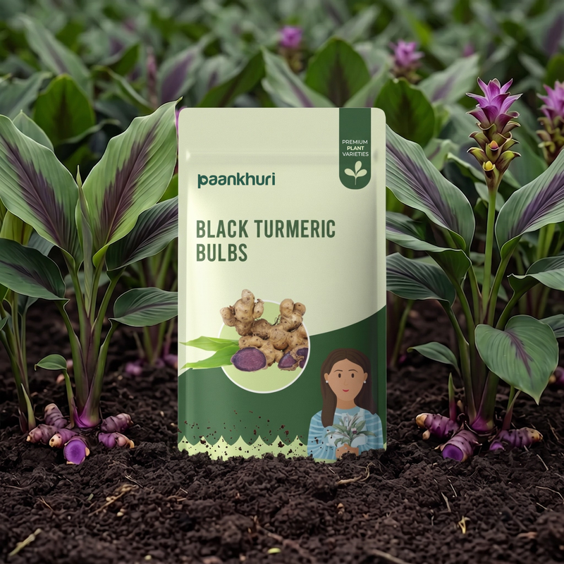 Black Turmeric Bulb