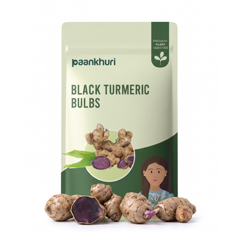 Black Turmeric Bulb