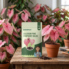 Caladium Bulbs