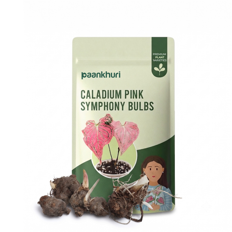 Caladium Bulbs